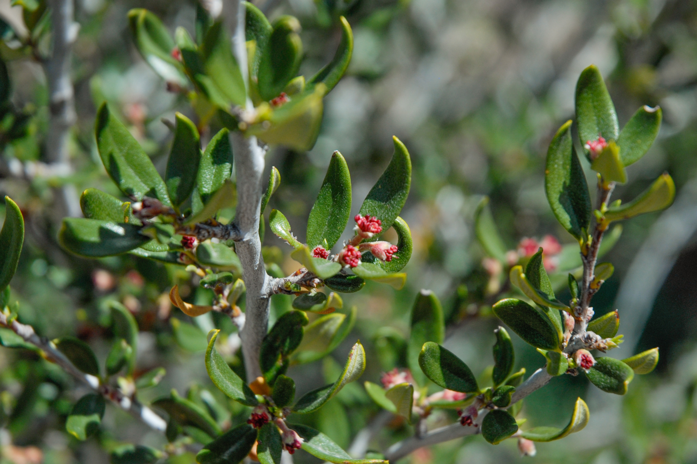 Curl-leaf Mountain Mahogany
